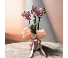 Orchide 4